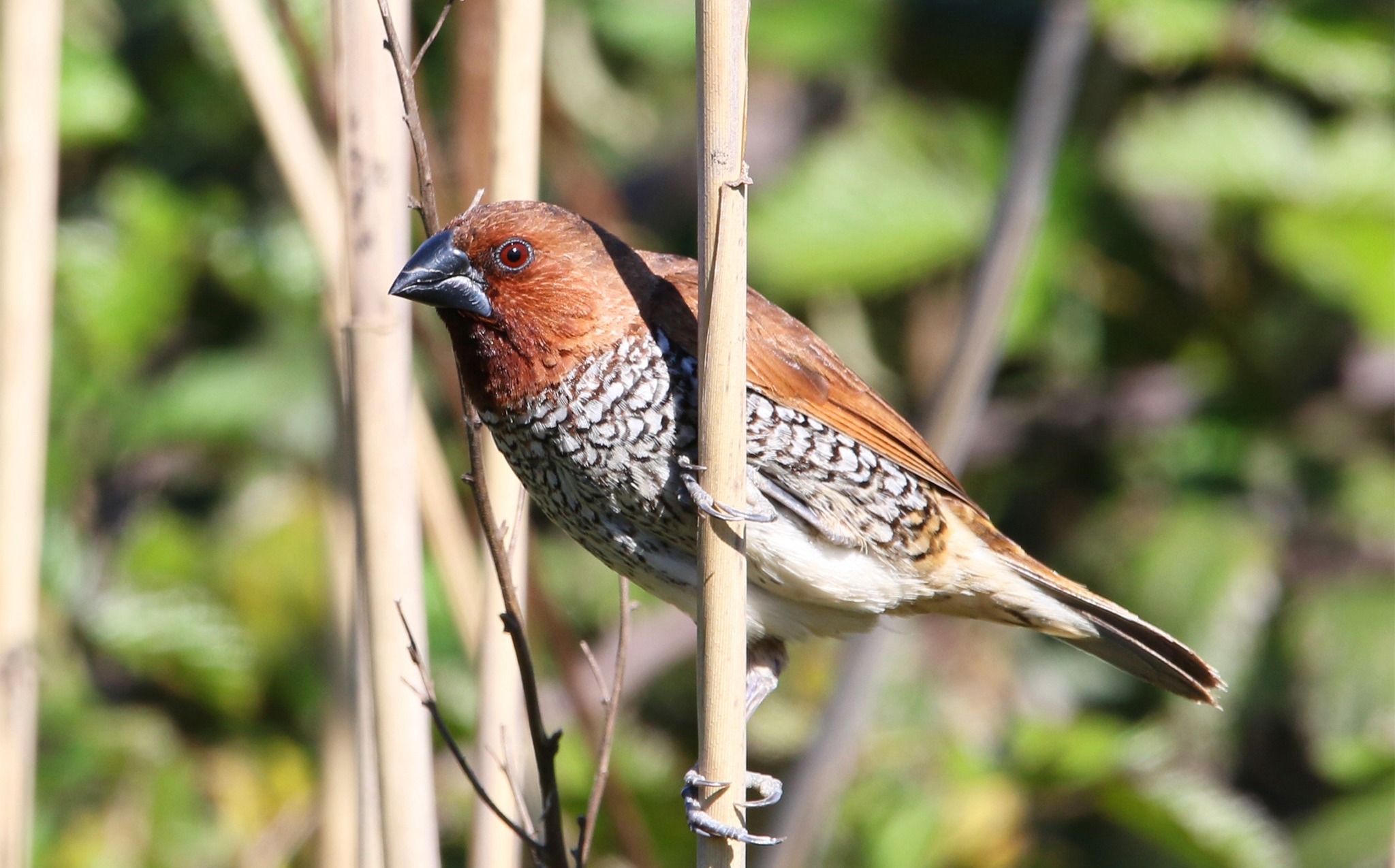 Lonchura Bird